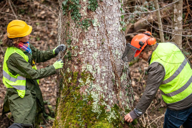 How Our Tree Care Process Works  in  Jacksonville, TX