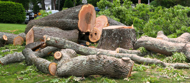 Best Landscape Design and Installation  in Jacksonville, TX