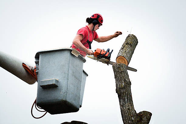 Best Leaf Removal  in Jacksonville, TX